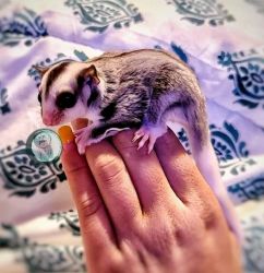 Pair Sugar Gliders For Sale