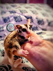 Two young female sugar gliders for adoption