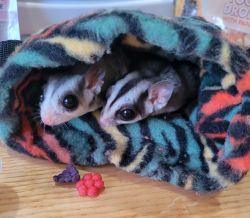 3 Sugar Gliders with complete setup.