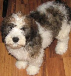 Lovely Saint Berdoodle Puppies for Sale