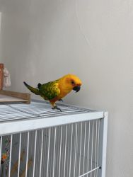 SELLING SUN CONURE WITH CAGE