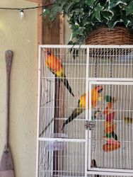 2 male sun conures (brothers)