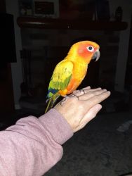 Sun Conure Parrot pet bird $550