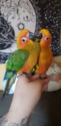 Adorable Sun Conure birds for New Homes (xxx)xxxxxxx