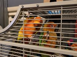 Mated pair of conures