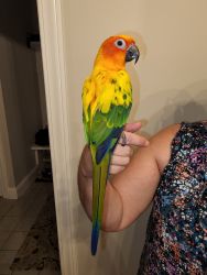 Sun Conure Parrot and Cage