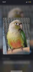 Green cheek and pinapeal connure chicks for sale in chennai