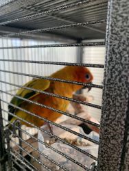 Bird for sale in Whittier CA