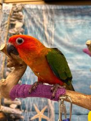 Beautiful sun conure birds for rehoming