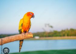 Beautiful friendly Parrot