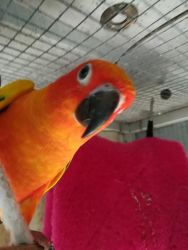 Handraised Sunconure Parrot