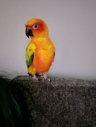 Sun Conure to a forever home