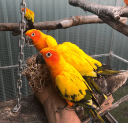 Sun conures parrot for sale