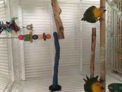 Baby Sun conures for sale