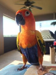 Sun Conure-Would be a fabulous Christmas present!!!