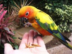 Come on down and get your sunconures