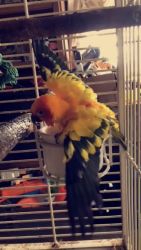 2 Paired Conures for adoption!