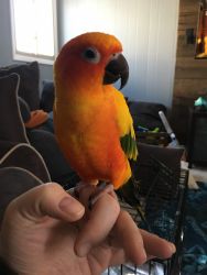 Sun Conure for rehoming