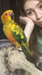 Sun conure for sale!!! 7 months old!