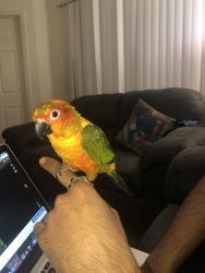 Beautiful and super friendly Sun Conure-9 months old