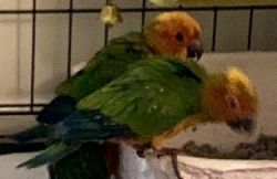 Sun Conure Cuties - Includes Everything!