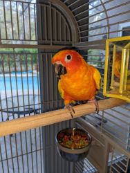 Super Sun Conure named Phoenix Cage and toys included