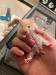 Baby Syrian hamster ready to accept a new home!