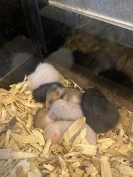 Baby hamsters for sale