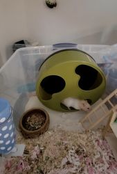 Syrian Hamster for Rehome