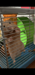 Male Hamster FOR FREE
