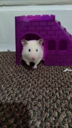 Hamster for adoption