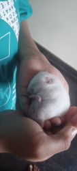 Syrian White Hamster for sale (1 month old )