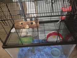 Hampster with Cage and Accessories