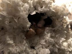 Young Syrian hamsters