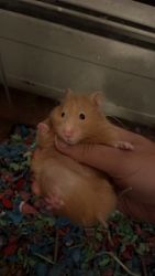 Young Syrian hamster looking for a new home
