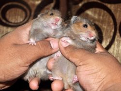 cute little hamsters in pune