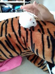 Long haired- Syrian hamster for sale