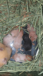 Adorable baby Syrian Hamsters
