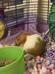 Syrian Hamster Looking for a Home