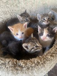 7 Week Old Tabby Breed Kittens