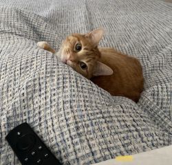 Orange tabby female looking for new home