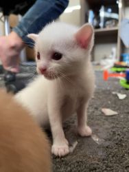 Cats for rehoming (1 male adult and one white kitten)