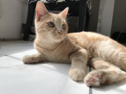 Orange 6 month tabby for sale