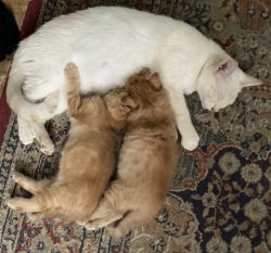 2 orange tabby kittens born June 30, have first shots