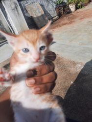 Kitten of ginger color and i am selling because of i feed up with them