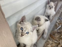 Blue eyes white kittens