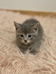 Grey Tabby Kittens
