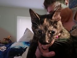 Bella kitten for sale