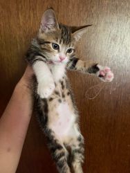 Rehoming male kitten 10 weeks