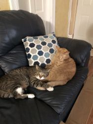 Two male tabby cats